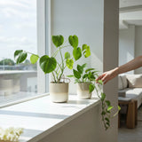 Pflanztopf Übertopf Blumentopf 3er Set Metalltopf creme beige rund Pflanzenübertopf